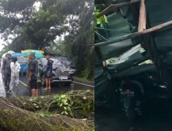 Pohon Tumbang Bukan Musibah, Warga Bisa Gugat Pemerintah