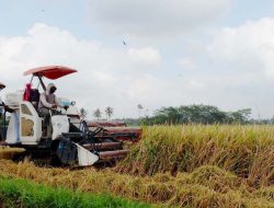 Gawat!!! Penyaluran Alsintan di Langkat Diduga Diwarnai Pungli, Petani Resah