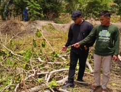 Korporasi Perkebunan Sawit Diduga Dalang Penebangan Ribuan Pohon di Kawasan Hutan