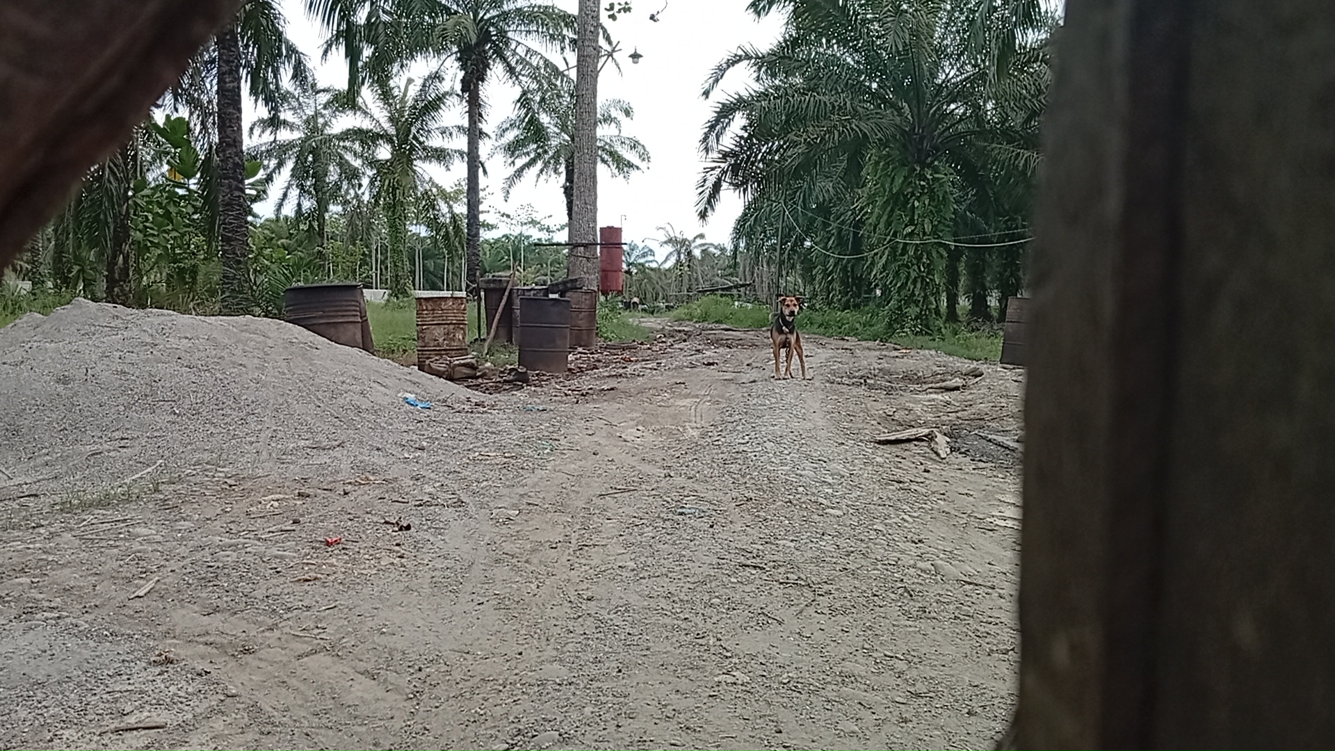 Dapur Pengolahan Minyak Ilegal di Duga Milik R di Dusun Teluk Nibung, Desa Pantai Cermin, Tanjung Pura