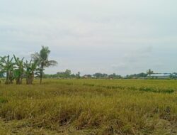 Agen Padi Beli Gabah di Langkat Tak Sesuai Inpres, Petani Kecewa