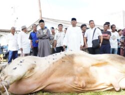 Sumbangkan 12 Sapi Qurban, Wujud Nyata Kepedulian Bupati Langkat