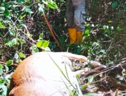 Harimau Kembali Mangsa Ternak Warga di Sei Lepan, Total Empat Ekor
