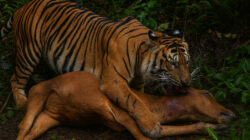 Ilustrasi Harimau sumatera memangsa ternak warga di Desa Mekar Makmur, Kecamatan Sei Lepan, Kabupaten Langkat.