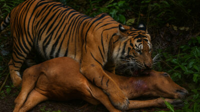 Teror Harimau Kembali Hantui Warga Langkat, Satu Lembu Tewas Diterkam