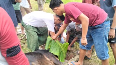 Penyembelihan hewan kurban di Baitul Muthahhar