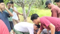 Penyembelihan hewan kurban di Baitul Muthahhar
