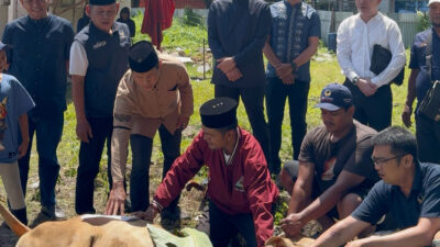 Idul Adha 1446 H, DPW Partai NasDem Sumut Sembelih 3 Sapi Qurban