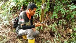 BKSDA Pasang Camera Trap, Pantau Harimau Pemangsa 4 Lembu Warga