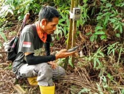 BKSDA Pasang Camera Trap, Pantau Harimau Pemangsa 4 Lembu Warga