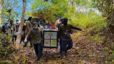 Bejo dan Keluarganya Kembali ke Alam, BKSDA Lepasliarkan Siamang di TNGL