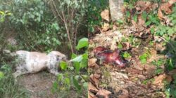 Harimau Kembali Mangsa Hewan Peliharaan, Total Enam Ekor