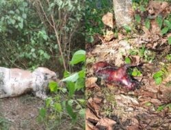 Harimau Kembali Mangsa Hewan Peliharaan, Total Enam Ekor