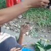 Pohon Patah Telan Korban Jiwa, Bupati Langkat Ambil Langkah Tegas