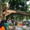 Pelajar Meninggal Tertimpa Pohon, Warganet : Apa Tunggu Pejabat Ketimpa Baru Pohon Dirapikan