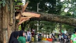 Pelajar Meninggal Tertimpa Pohon, Warganet : Apa Tunggu Pejabat Ketimpa Baru Pohon Dirapikan