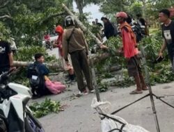 Pohon Tumbang di Langkat ‘Makan’ Korban Lagi, DPRD Segera Panggil Bupati