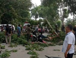 Dahan Pohon ‘Makan’ Korban, Warga: Copot Kadis LH Langkat