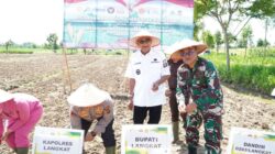 Tanam Jagung Serentak, Ondim: Memperkuat Ketahanan Pangan Daerah