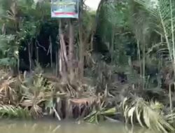 Pengusaha Asing Disebut Danai Alih Fungsi Kawasan Mangrove, Warga Terancam Kehilangan Mata Pencarian