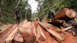 Ketua DPW NasDem Sumut Desak Menhut Buka Data Perusahaan Perusak Hutan