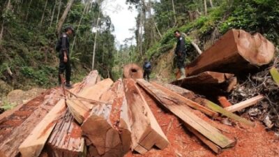 Ketua DPW NasDem Sumut Desak Menhut Buka Data Perusahaan Perusak Hutan
