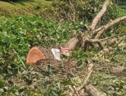 Penebangan Pohon di Langkat Tuai Polemik, Kadis LH Bantah Keterlibatan Dinasnya