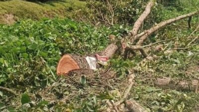 Penebangan Pohon di Langkat Tuai Polemik, Kadis LH Bantah Keterlibatan Dinasnya