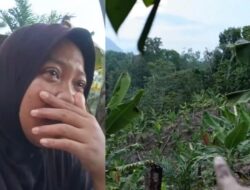 Tangis Petani Simalungun Pecah, Ratusan Pohon Pisang Mati Mendadak Diduga Diracun