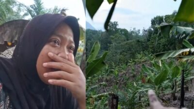 Tangis Petani Simalungun Pecah, Ratusan Pohon Pisang Mati Mendadak Diduga Diracun