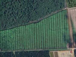 Gawat! Oknum Kapolsek di Langkat Sulap Hutan Lindung Jadi Kebun Sawit