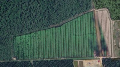 Gawat! Oknum Kapolsek di Langkat Sulap Hutan Lindung Jadi Kebun Sawit
