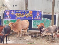 Idul Adha 1447 H, KOMBAT Sembelih 56 Hewan Kurban