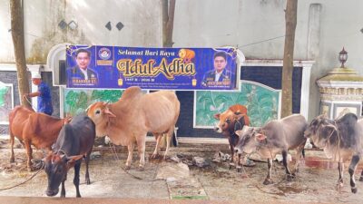 Idul Adha 1447 H, KOMBAT Sembelih 56 Hewan Kurban