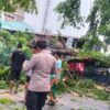 Pohon Peneduh di Stabat Patah Timpa Warung, Warga Desak Peremajaan Total