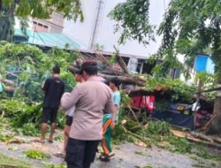 Pohon Peneduh di Stabat Patah Timpa Warung, Warga Desak Peremajaan Total