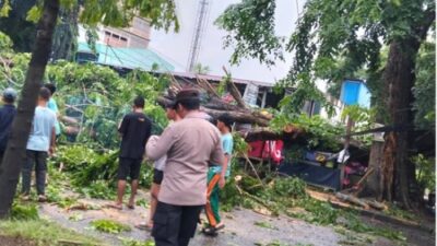 Pohon Peneduh di Stabat Patah Timpa Warung, Warga Desak Peremajaan Total