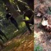 Gerombolan Preman Berkelewang Jarah Perkebunan Sawit, Warga Gagal Panen