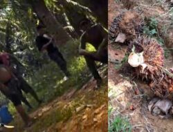 Gerombolan Preman Berkelewang Jarah Perkebunan Sawit, Warga Gagal Panen