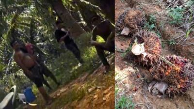 Gerombolan Preman Berkelewang Jarah Perkebunan Sawit, Warga Gagal Panen