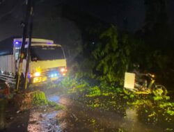 Pohon Patah di Stabat Timpa Terios, Warga Desak Pemkab Langkat Pangkas Pohon Tua