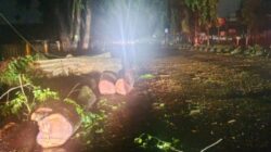 Berulang Pohon Tumbang di Stabat, Warga: Jangan Tunggu Korban Jiwa