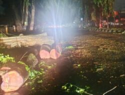 Berulang Pohon Tumbang di Stabat, Warga: Jangan Tunggu Korban Jiwa