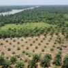 BKSDA: Perkebunan Sawit di Kawasan Konservasi SM Karang Gading Langkat Ilegal