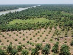 BKSDA: Perkebunan Sawit di Kawasan Konservasi SM Karang Gading Langkat Ilegal