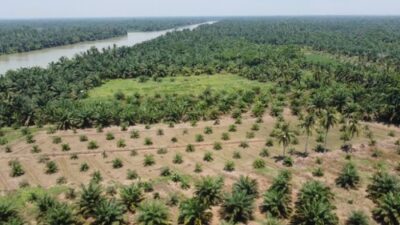 BKSDA: Perkebunan Sawit di Kawasan Konservasi SM Karang Gading Langkat Ilegal