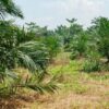 Ratusan Hektare Suaka Margasatwa Karang Gading Disulap Jadi Kebun Sawit, Pemulihan Ekosistem Dipertanyakan