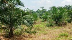 Ratusan Hektare Suaka Margasatwa Karang Gading Disulap Jadi Kebun Sawit, Pemulihan Ekosistem Dipertanyakan