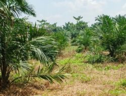 Ratusan Hektare Suaka Margasatwa Karang Gading Disulap Jadi Kebun Sawit, Pemulihan Ekosistem Dipertanyakan