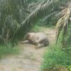 Gajah Sumatra Ditemukan Mati di Perkebunan Sawit Aceh Tamiang